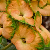 Profile Picture of Julio Perez Gardens (@JPGardens1) on Youtube