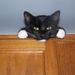 Profile Picture of Pat McFarland Bolduc (@catladybug8355) on Pinterest