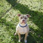 Profile Picture of Stephanie Straughter (@dramafreesteffie) on Instagram