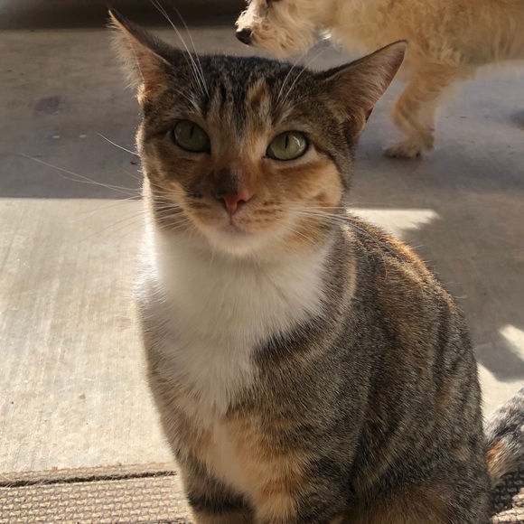 Profile Picture of Crystal Dizon (@cryss07) on Poshmark