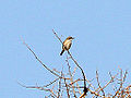 Profile Picture of Herero chaton Wikipedia