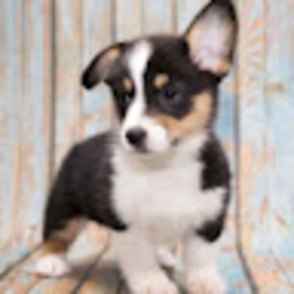 Profile Picture of Morgan Heffington (@1514806) on Poshmark