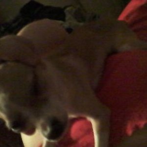 Profile Picture of Amelia Sherman (@ameliashr341) on Twitter