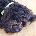 Profile Picture of Denise Napier (@cute_labradoodles) on Instagram