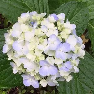 Profile Picture of Lawrence Gerver (@@lawrencegerver) on Tiktok