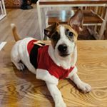 Profile Picture of Cooper The Jack Russell (@cooper.theterrier) on Instagram