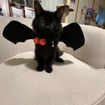 Profile Picture of Hiromi Bird (@hiromi.ueno.3511) on Facebook