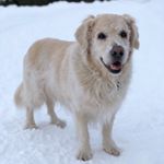 Profile Picture of Bobby (or Little Prince) (@the_bobby_files) on Instagram