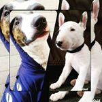 Profile Picture of Aaron e Pandora Vinhas (@aaronepandoravinhas) on Instagram