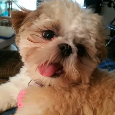 Profile Picture of Julie Cone (@jgrosscone) on Twitter