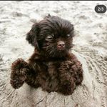 Profile Picture of Jorel Lee (@jorelilee0511) on Instagram