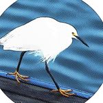 Profile Picture of Nicholas Rothe (@nichoinsta) on Instagram