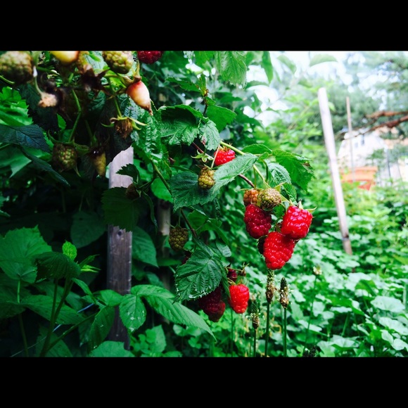 Profile Picture of Paulina Zambrzycki (@paulinazzz) on Poshmark