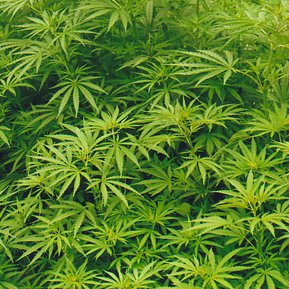 Profile Picture of Josh Rowan (@joshrowan3) on Twitter