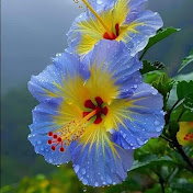 Ruby Stafford - Youtube Profile Picture of Ruby Stafford (@rubyroo2004) on Youtube