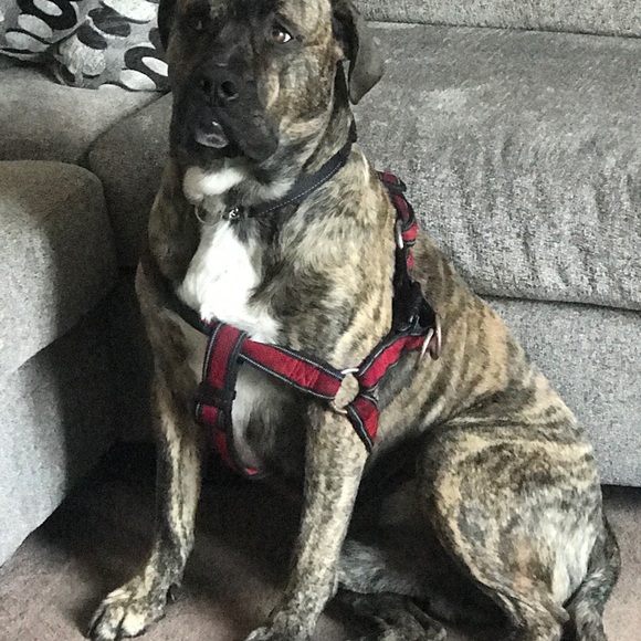 Profile Picture of Kelvin Rivera (@teamlitty403) on Poshmark