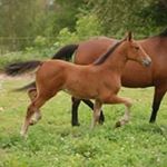 Profile Picture of Richard Gullstrand (@richard.gullstrand) on Instagram