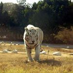 Profile Picture of Yulian Francés Aleman (@yulianfrancesaleman) on Instagram