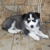 Profile Picture of Alvaro Troncoso (@alvaro1511) on Youtube