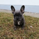 Profile Picture of Andrea Wolf (@andreaszucht) on Instagram