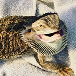 Profile Picture of Steve.The.Bearded.Dragon. (@beardie_steve) on Instagram