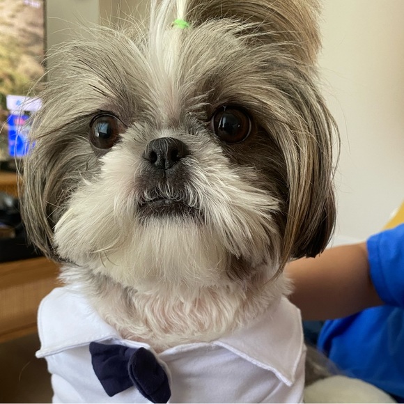 Profile Picture of Oliver Yuan (@tiny_eva) on Poshmark