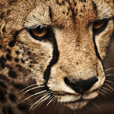 Eldon Williams - Twitter Profile Picture of Eldon Williams (@MccEldon) on Twitter