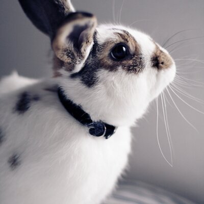 Profile Picture of Charles Lam (@charles_lam) on Twitter