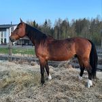 Profile Picture of Dakota, Donna, Toccara & Zorro (@libertyrescues) on Instagram