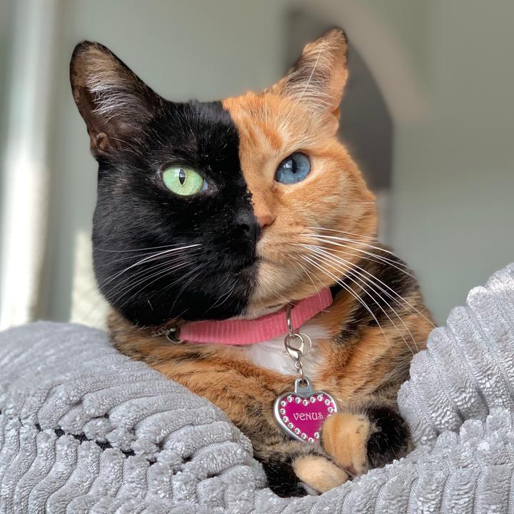 Profile Picture of   PSA- Always check the... (@venustwofacecat) on Tiktok