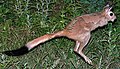 Profile Picture of Pedeteson Wikipedia