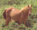 Profile Picture of Sorrel (horse) - Wikipediaon Wikipedia