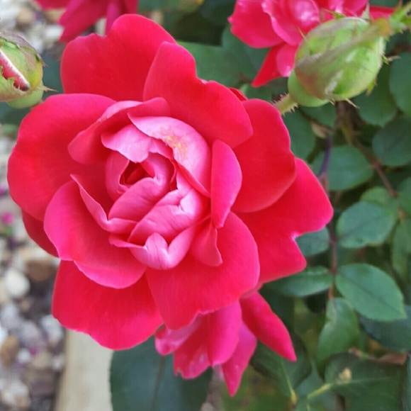 Profile Picture of Christina Chastain (@steinieweinie96) on Poshmark