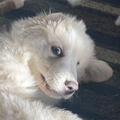 Profile Picture of Alec Watts (@alecwatts9603) on Youtube