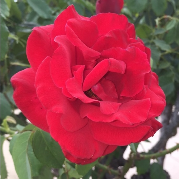 Profile Picture of Christine Canlas (@m1sschristineey) on Poshmark