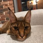 каракет Кира😸 - Instagram Profile Picture of каракет Кира😸 (@kira.caracat) on Instagram