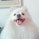Profile Picture of Lord Ralph_Spitz alemão (@lord.ralph.pet) on Instagram
