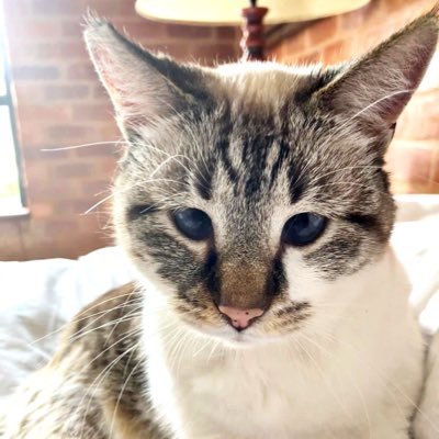 Profile Picture of Dominique Palmer (@Dominiq97135048) on Twitter