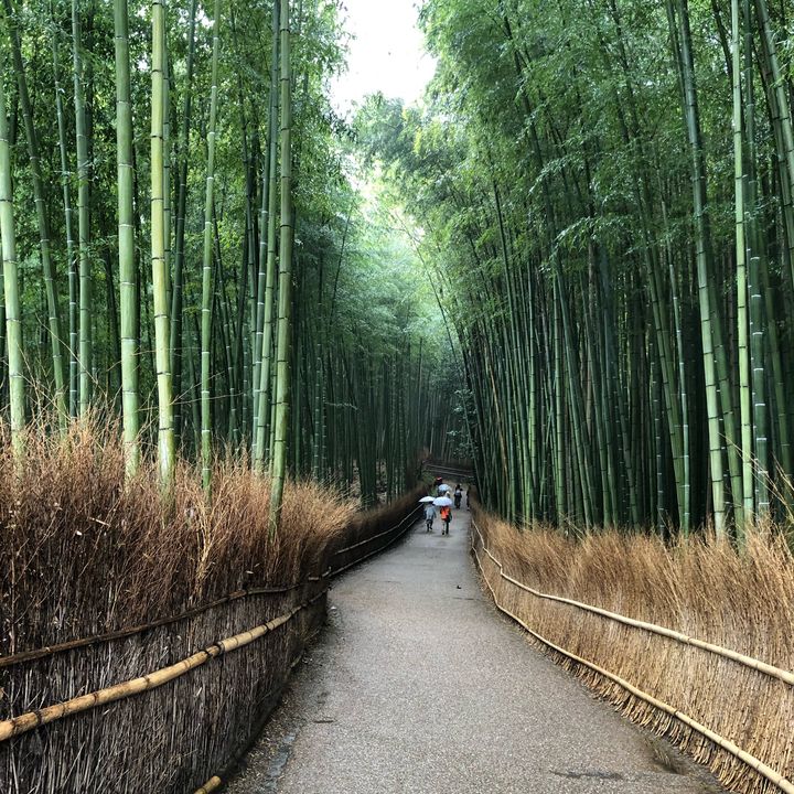 Profile Picture of Kucchane (@kucchane) on Tiktok