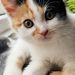 Profile Picture of abdoudh abdoura (@aab0096) on Pinterest
