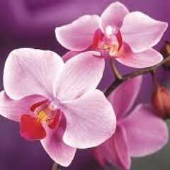 Profile Picture of Ruby Waters (@RubyW80) on Twitter