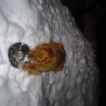 Profile Picture of Nicholas Bélanger (@herr_krieger_) on Instagram