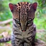 Profile Picture of Craig Buchanan (@marvelfan1979) on Instagram