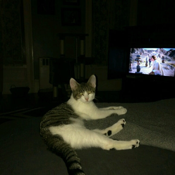 Profile Picture of Rachel Seigle (@rayrayraygun) on Poshmark