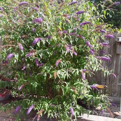 Profile Picture of Tom Hoekstra (@tomhoekstra1) on Twitter