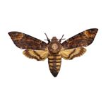 Profile Picture of Chandler Paul (@chandlerpaulofficial) on Instagram