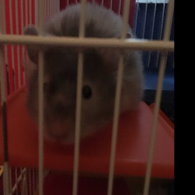 Profile Picture of Jamie Eltham (@barrybinbag) on Tiktok