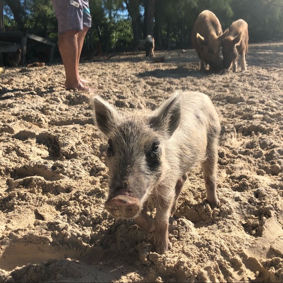 Profile Picture of Miranda Finken (@mfinken9) on Poshmark