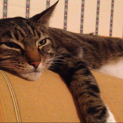 Profile Picture of Tom Tamura (@tamura_tom) on Twitter