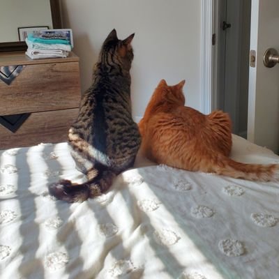 Profile Picture of Hotcakes (@evola_brian) on Twitter